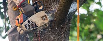 Best Hazardous Tree Removal  in Berwick, LA