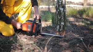 Best Tree and Shrub Care  in Berwick, LA