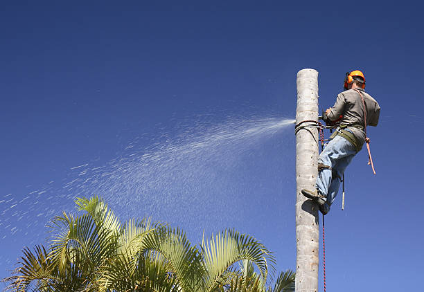 Best Utility Line Clearance  in Berwick, LA