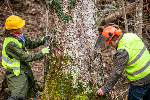 Best Arborist Consultation Services  in Berwick, LA