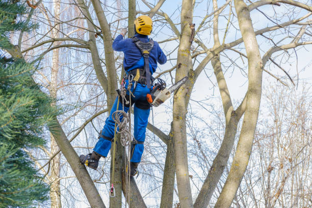 How Our Tree Care Process Works  in  Berwick, LA