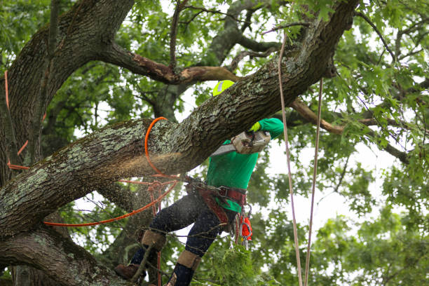 Best Tree Trimming and Pruning  in Berwick, LA