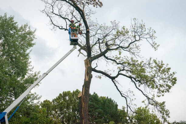 Best Tree Mulching  in Berwick, LA