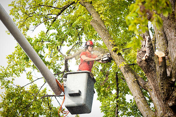 Best Palm Tree Trimming  in Berwick, LA