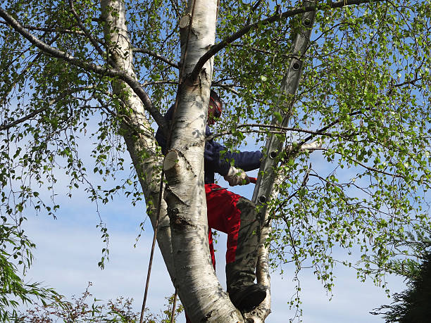 Best Tree Disease Treatment  in Berwick, LA