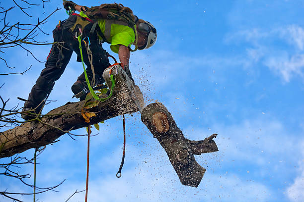 Best Commercial Tree Services  in Berwick, LA